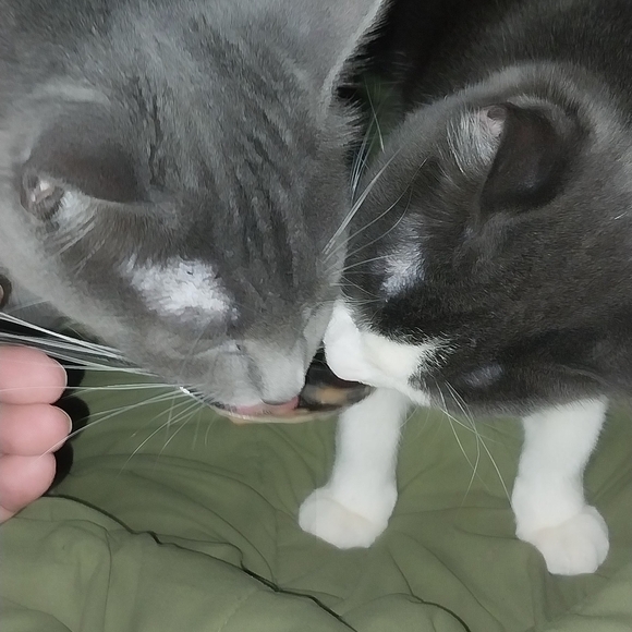 Meet your Posher, Nikki - Picture 7 of 13